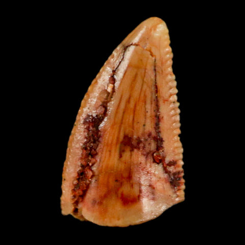 0.5" Abelisaur Serrated Tooth Fossil Cretaceous Age Dinosaur Morocco COA, Display - Fossil Age Minerals