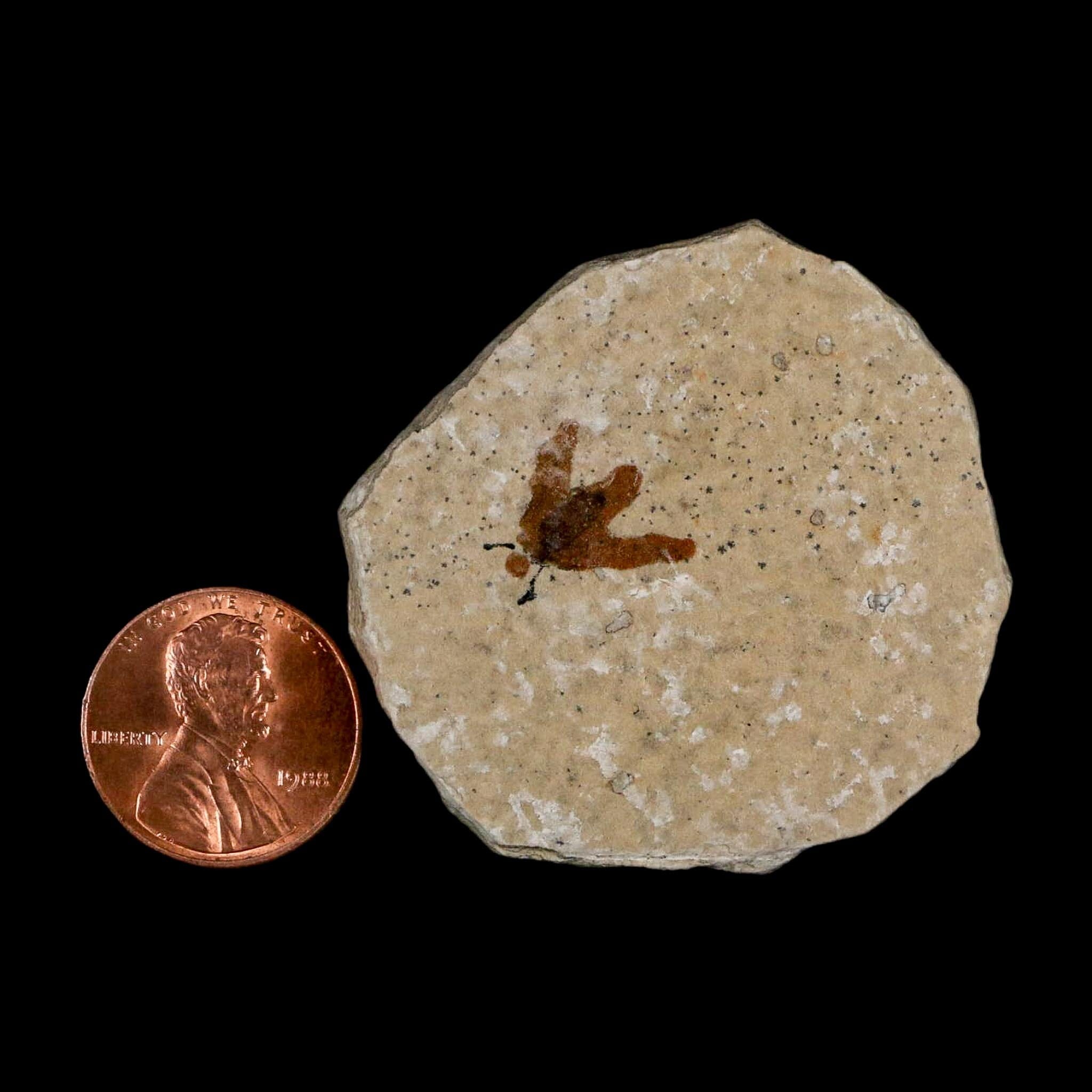 0.5 Detailed Fossil March Fly Insect Green River FM Uintah County UT Eocene Age - Fossil Age Minerals