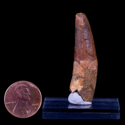 1.8" Spinosaurus Fossil Tooth 100 Mil Yrs Old Cretaceous Dinosaur COA & Stand - Fossil Age Minerals