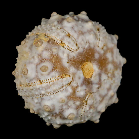 29MM Detailed Fossil Goniopygus Sp Sea Urchin Echinoid Cretaceous Morocco - Fossil Age Minerals