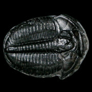 1.2" Elrathia Kingi Trilobite Fossil Utah Cambrian Age 521 Million Years Old COA