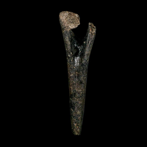 5.7" Hypacrosaurus Dinosaur Fossil Chevron Bone Two Medicine FM Montana COA - Fossil Age Minerals