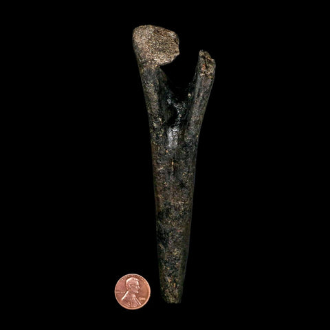 5.7" Hypacrosaurus Dinosaur Fossil Chevron Bone Two Medicine FM Montana COA - Fossil Age Minerals