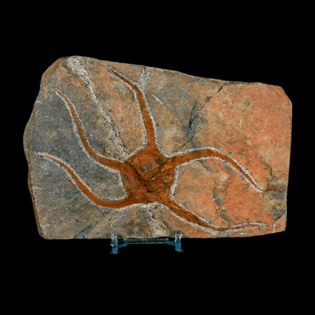 5.6" Brittlestar Ophiura Sp Starfish Fossil Ordovician Age Morocco COA & Stand