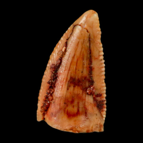 0.5" Abelisaur Serrated Tooth Fossil Cretaceous Age Dinosaur Morocco COA, Display - Fossil Age Minerals
