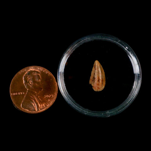 0.5" Abelisaur Serrated Tooth Fossil Cretaceous Age Dinosaur Morocco COA, Display - Fossil Age Minerals