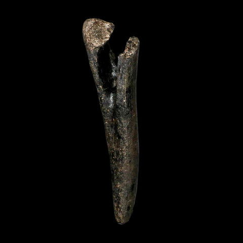 5.7" Hypacrosaurus Dinosaur Fossil Chevron Bone Two Medicine FM Montana COA - Fossil Age Minerals