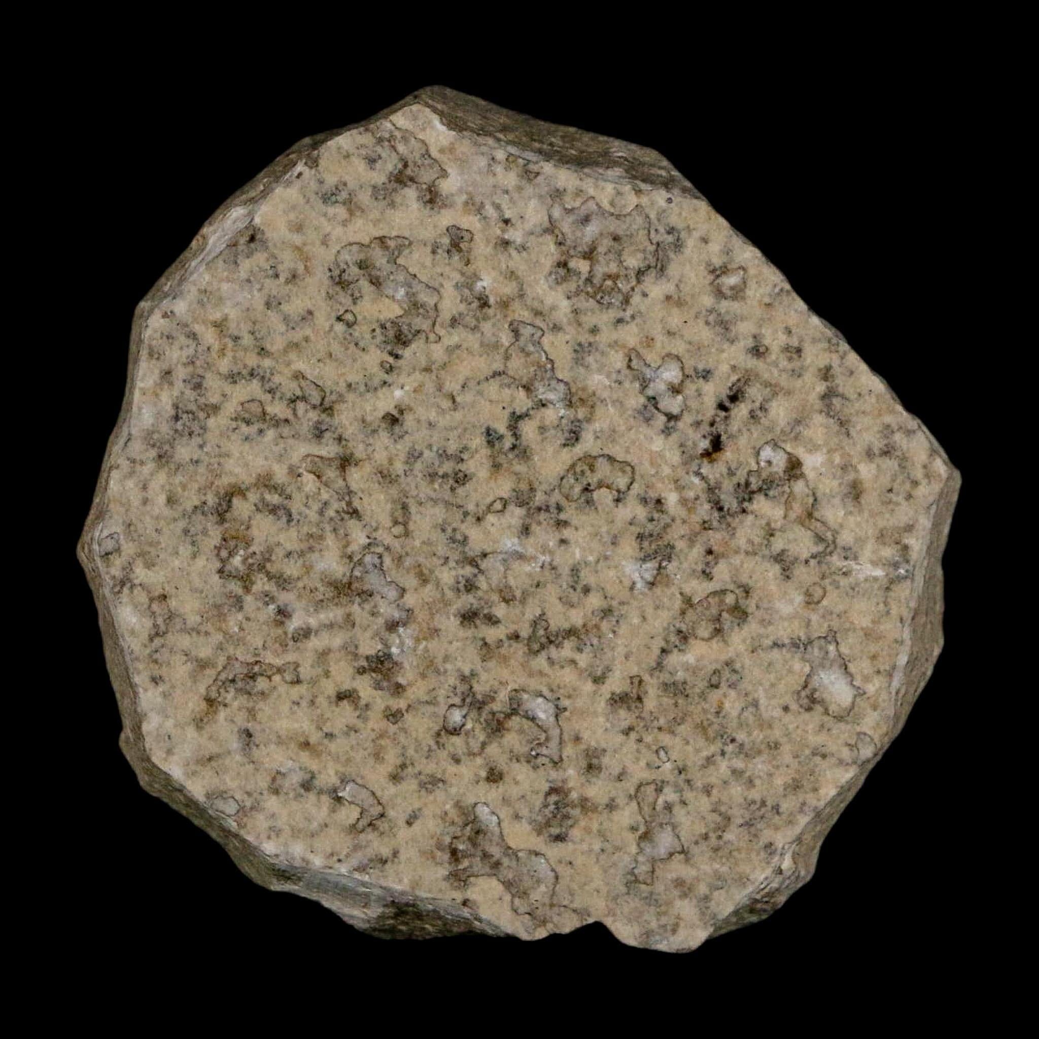0.5 Detailed Fossil March Fly Insect Green River FM Uintah County UT Eocene Age - Fossil Age Minerals
