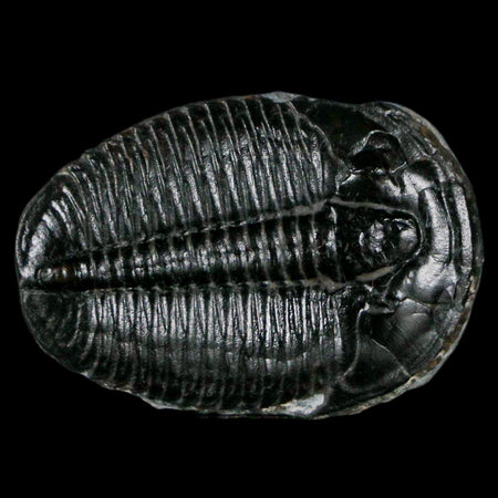 1.3" Elrathia Kingi Trilobite Fossil Utah Cambrian Age 521 Million Years Old COA