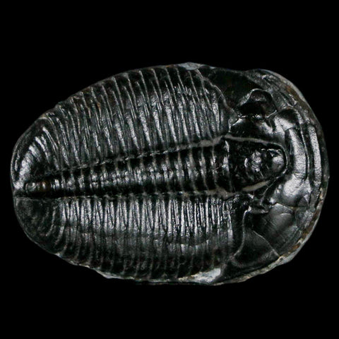 1.3" Elrathia Kingi Trilobite Fossil Utah Cambrian Age 521 Million Years Old COA - Fossil Age Minerals