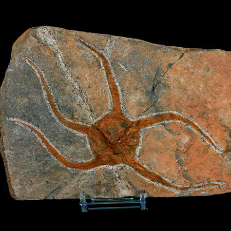 5.6" Brittlestar Ophiura Sp Starfish Fossil Ordovician Age Morocco COA & Stand