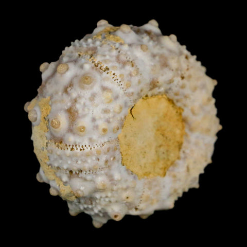 29MM Detailed Fossil Goniopygus Sp Sea Urchin Echinoid Cretaceous Morocco - Fossil Age Minerals