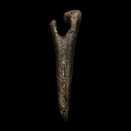 5.7" Hypacrosaurus Dinosaur Fossil Chevron Bone Two Medicine FM Montana COA