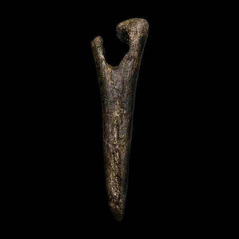 5.7" Hypacrosaurus Dinosaur Fossil Chevron Bone Two Medicine FM Montana COA - Fossil Age Minerals