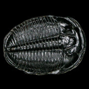 1.3" Elrathia Kingi Trilobite Fossil Utah Cambrian Age 521 Million Years Old COA