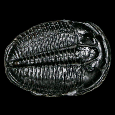 1.3" Elrathia Kingi Trilobite Fossil Utah Cambrian Age 521 Million Years Old COA - Fossil Age Minerals