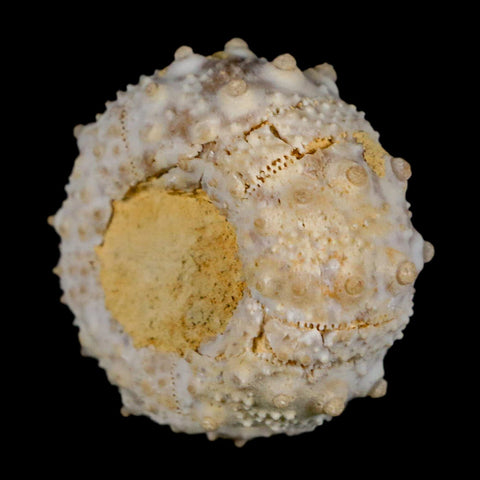 29MM Detailed Fossil Goniopygus Sp Sea Urchin Echinoid Cretaceous Morocco - Fossil Age Minerals