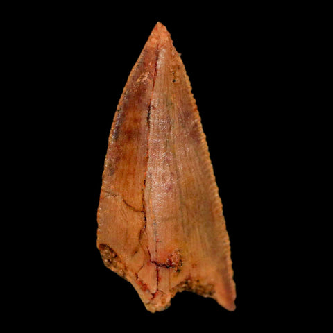 0.8" Abelisaur Serrated Tooth Fossil Cretaceous Age Dinosaur Morocco COA, Display - Fossil Age Minerals