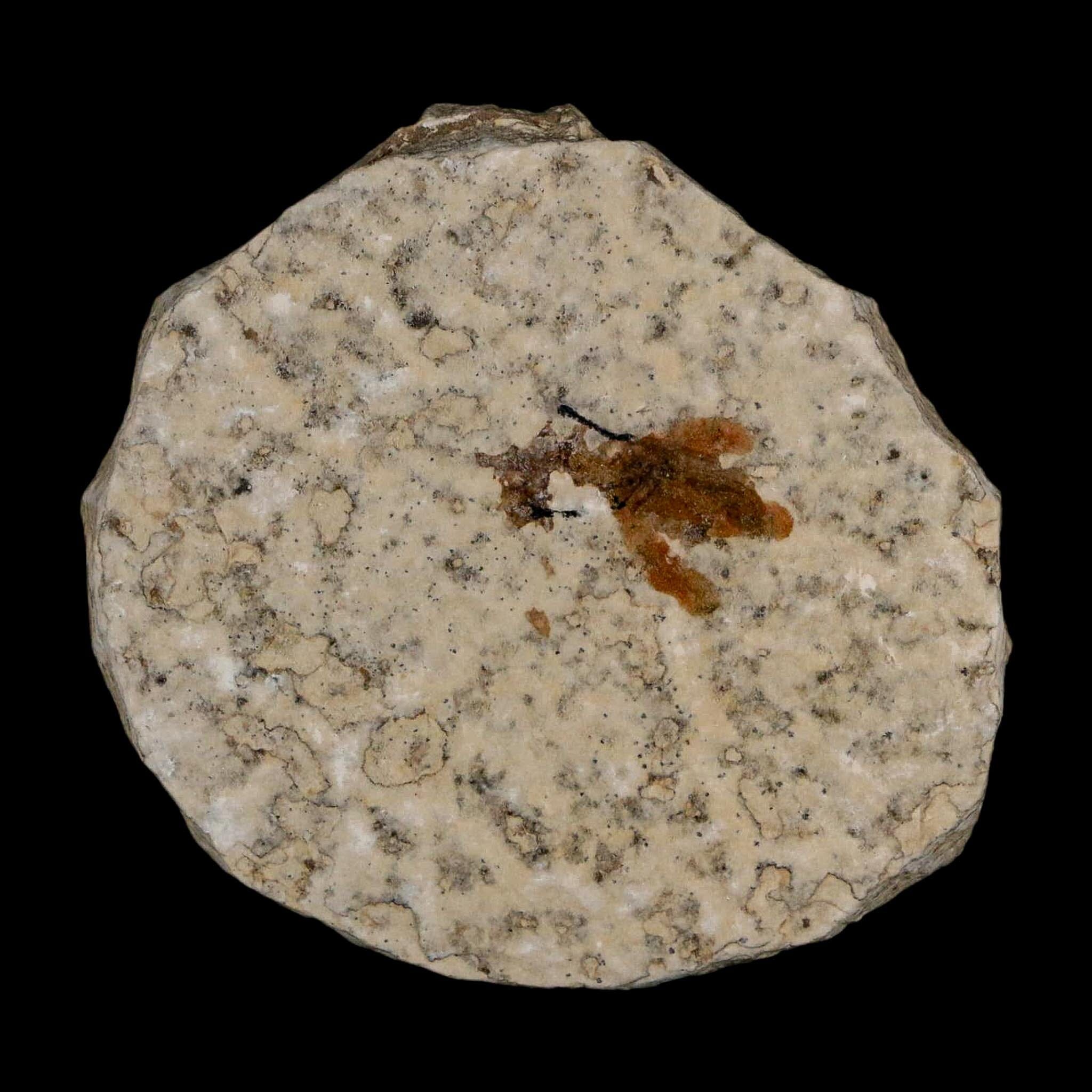 0.6 Detailed Fossil March Fly Insect Green River FM Uintah County UT Eocene Age - Fossil Age Minerals