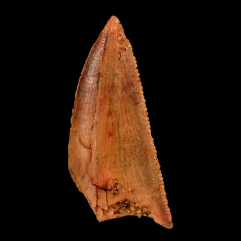 0.8" Abelisaur Serrated Tooth Fossil Cretaceous Age Dinosaur Morocco COA, Display - Fossil Age Minerals
