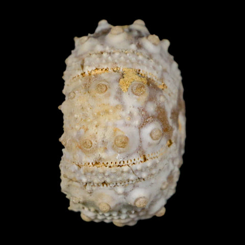 29MM Detailed Fossil Goniopygus Sp Sea Urchin Echinoid Cretaceous Morocco - Fossil Age Minerals