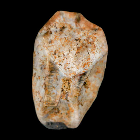 0.6" Triceratops Fossil Tooth Lance Creek FM Cretaceous Dinosaur WY COA Display