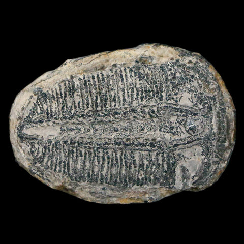 1.3" Elrathia Kingi Trilobite Fossil Utah Cambrian Age 521 Million Years Old COA - Fossil Age Minerals