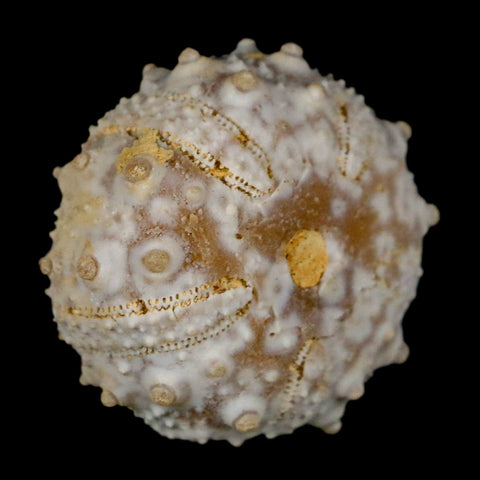 29MM Detailed Fossil Goniopygus Sp Sea Urchin Echinoid Cretaceous Morocco - Fossil Age Minerals