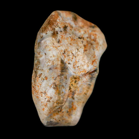 0.6" Triceratops Fossil Tooth Lance Creek FM Cretaceous Dinosaur WY COA Display