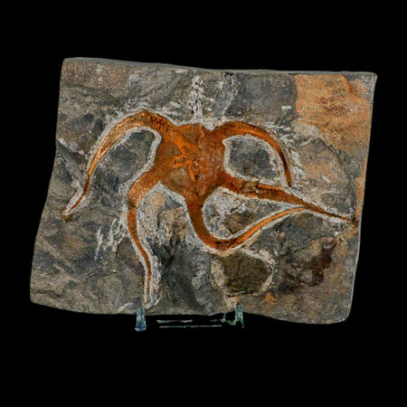 4.6" Brittlestar Ophiura Sp Starfish Fossil Ordovician Age Morocco COA & Stand