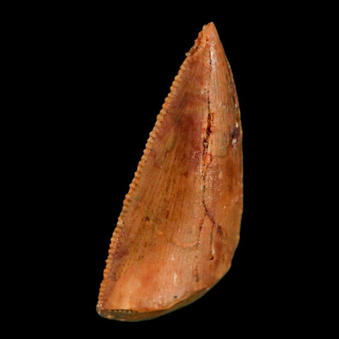 0.8" Abelisaur Serrated Tooth Fossil Cretaceous Age Dinosaur Morocco COA, Display - Fossil Age Minerals
