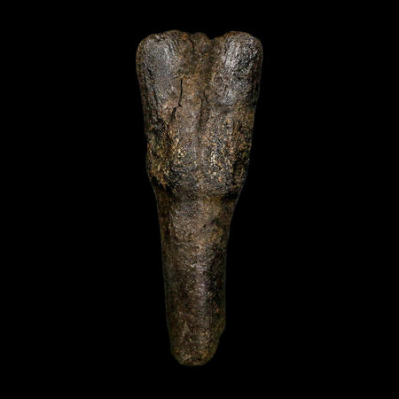 4.5" Hypacrosaurus Dinosaur Fossil Vertebrae Process Two Medicine FM Montana COA