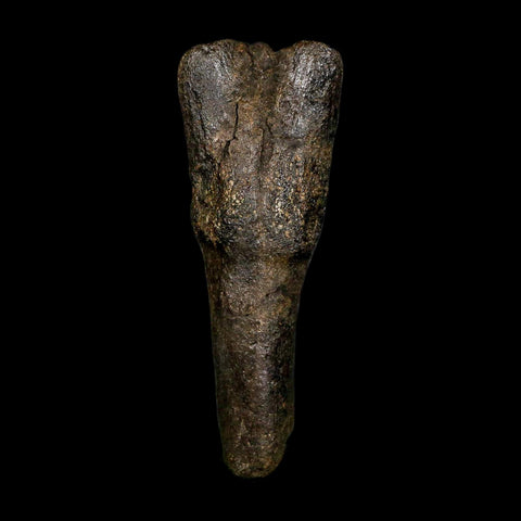 4.5" Hypacrosaurus Dinosaur Fossil Vertebrae Process Two Medicine FM Montana COA - Fossil Age Minerals