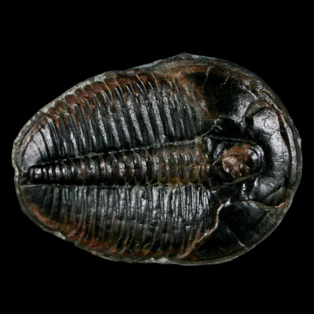1.2" Elrathia Kingi Trilobite Fossil Utah Cambrian Age 521 Million Years Old COA