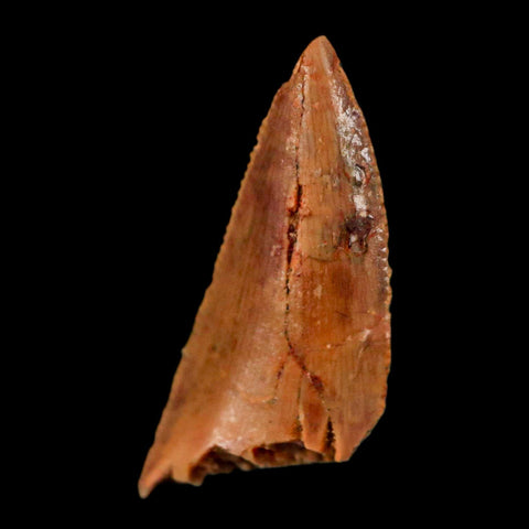 0.8" Abelisaur Serrated Tooth Fossil Cretaceous Age Dinosaur Morocco COA, Display - Fossil Age Minerals