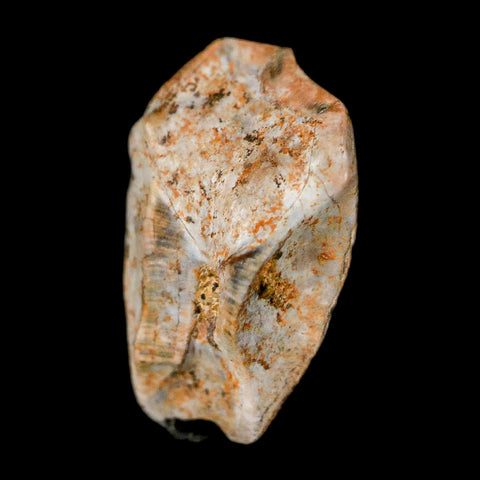 0.6" Triceratops Fossil Tooth Lance Creek FM Cretaceous Dinosaur WY COA Display