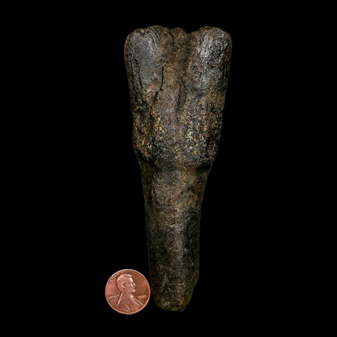 4.5" Hypacrosaurus Dinosaur Fossil Vertebrae Process Two Medicine FM Montana COA - Fossil Age Minerals