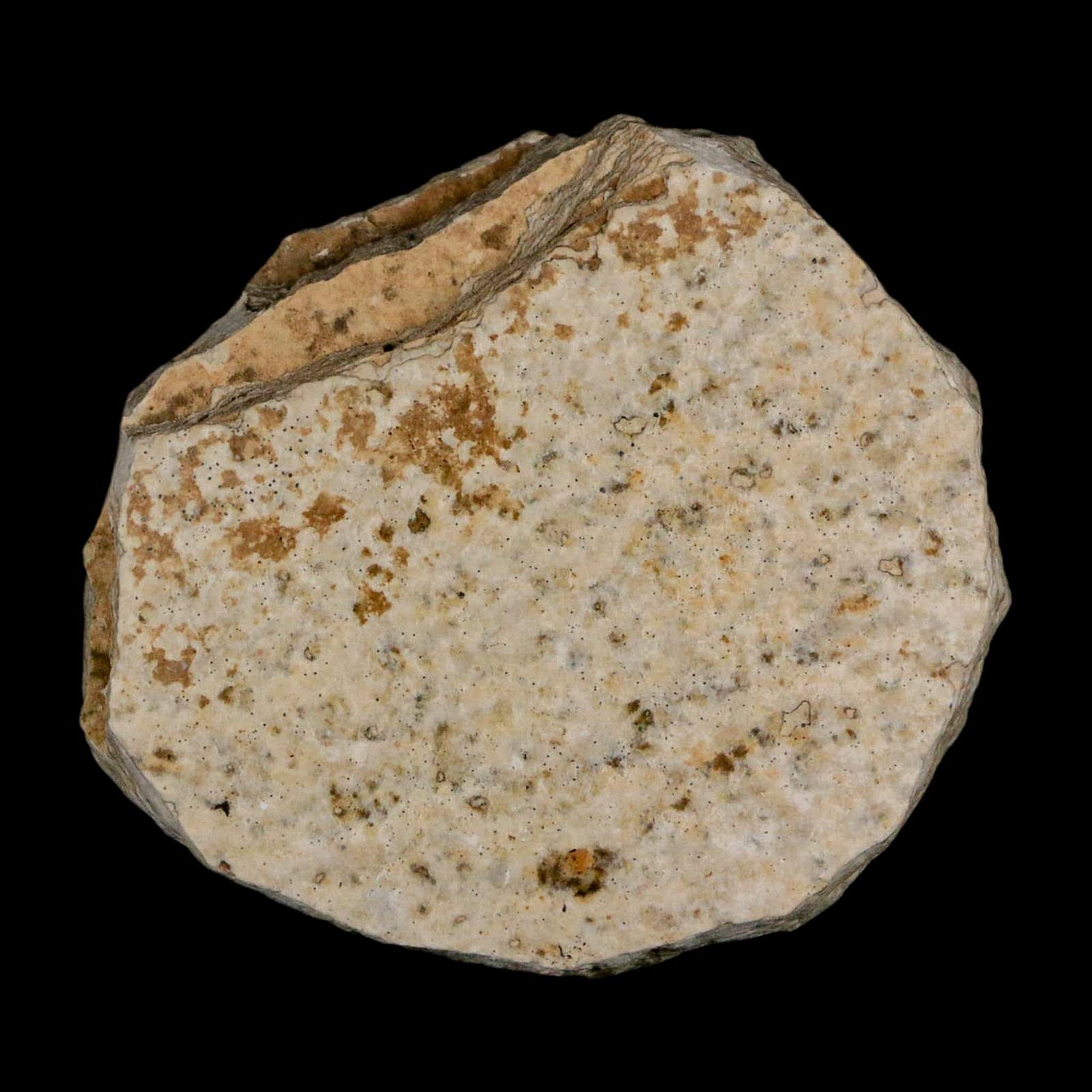 0.6 Detailed Fossil March Fly Insect Green River FM Uintah County UT Eocene Age - Fossil Age Minerals