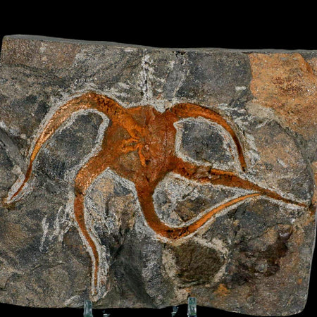 4.6" Brittlestar Ophiura Sp Starfish Fossil Ordovician Age Morocco COA & Stand