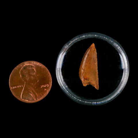 0.8" Abelisaur Serrated Tooth Fossil Cretaceous Age Dinosaur Morocco COA, Display - Fossil Age Minerals