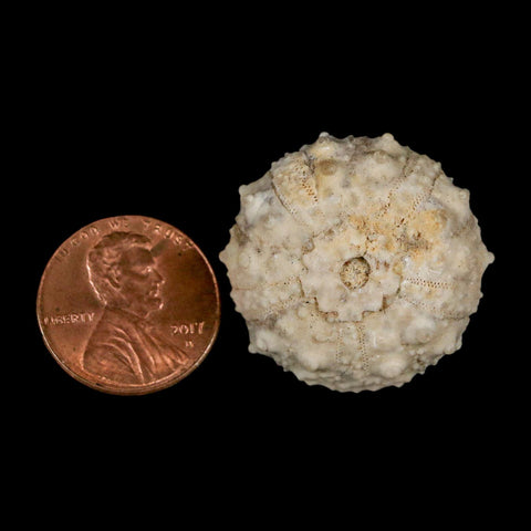 28MM Detailed Fossil Goniopygus Sp Sea Urchin Echinoid Cretaceous Morocco - Fossil Age Minerals