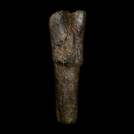 4.5" Hypacrosaurus Dinosaur Fossil Vertebrae Process Two Medicine FM Montana COA