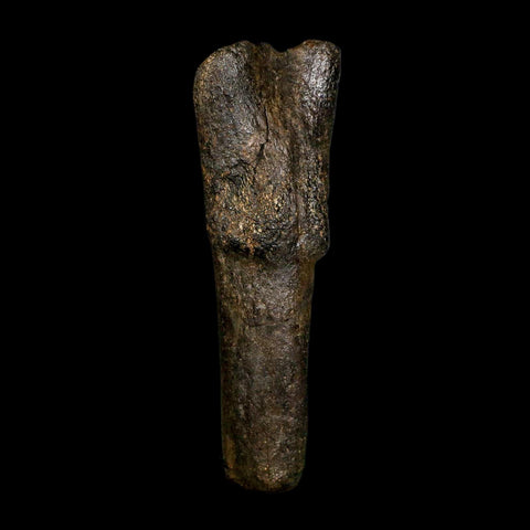 4.5" Hypacrosaurus Dinosaur Fossil Vertebrae Process Two Medicine FM Montana COA - Fossil Age Minerals