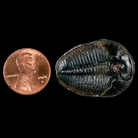 1.2" Elrathia Kingi Trilobite Fossil Utah Cambrian Age 521 Million Years Old COA - Fossil Age Minerals