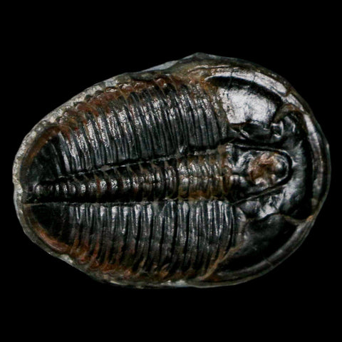 1.2" Elrathia Kingi Trilobite Fossil Utah Cambrian Age 521 Million Years Old COA - Fossil Age Minerals