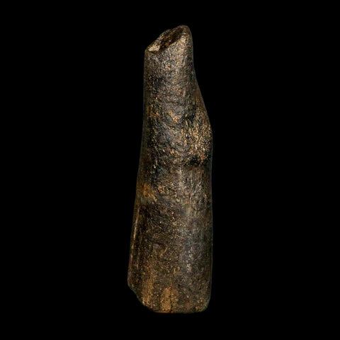 4.5" Hypacrosaurus Dinosaur Fossil Vertebrae Process Two Medicine FM Montana COA - Fossil Age Minerals