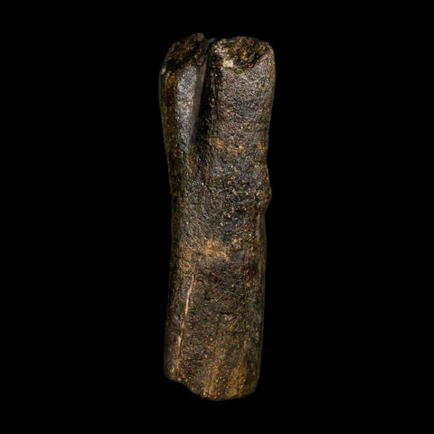 4.5" Hypacrosaurus Dinosaur Fossil Vertebrae Process Two Medicine FM Montana COA - Fossil Age Minerals