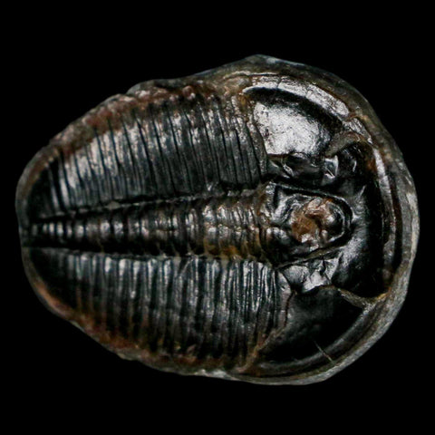 1.2" Elrathia Kingi Trilobite Fossil Utah Cambrian Age 521 Million Years Old COA - Fossil Age Minerals