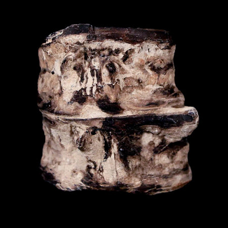 1.3" Xiphactinus Audax Fossil Vertebrae Cretaceous Era Fish Niobrara FM Kansas