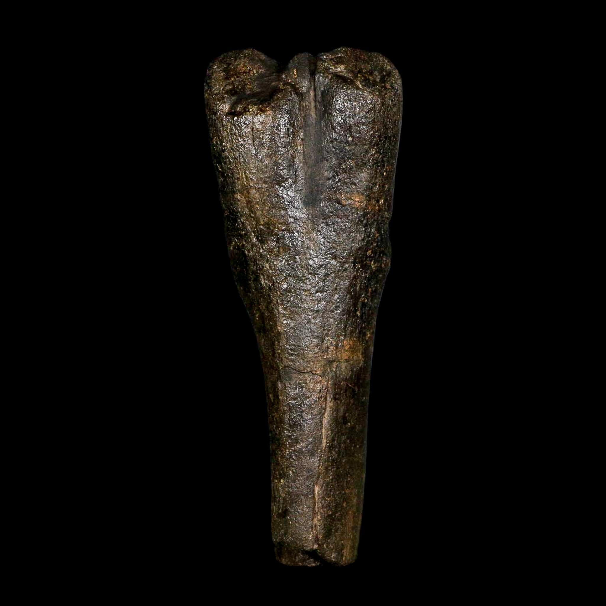4.5" Hypacrosaurus Dinosaur Fossil Vertebrae Process Two Medicine FM Montana COA - Fossil Age Minerals